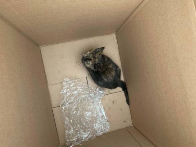 Finds Of Auto Mechanics (50 pics)