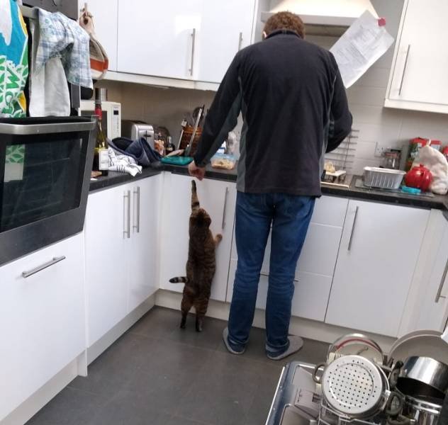 They Didn't Want Pets (20 pics)