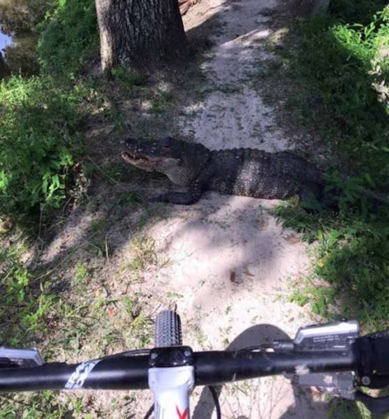 Bad Days Happen (41 pics)