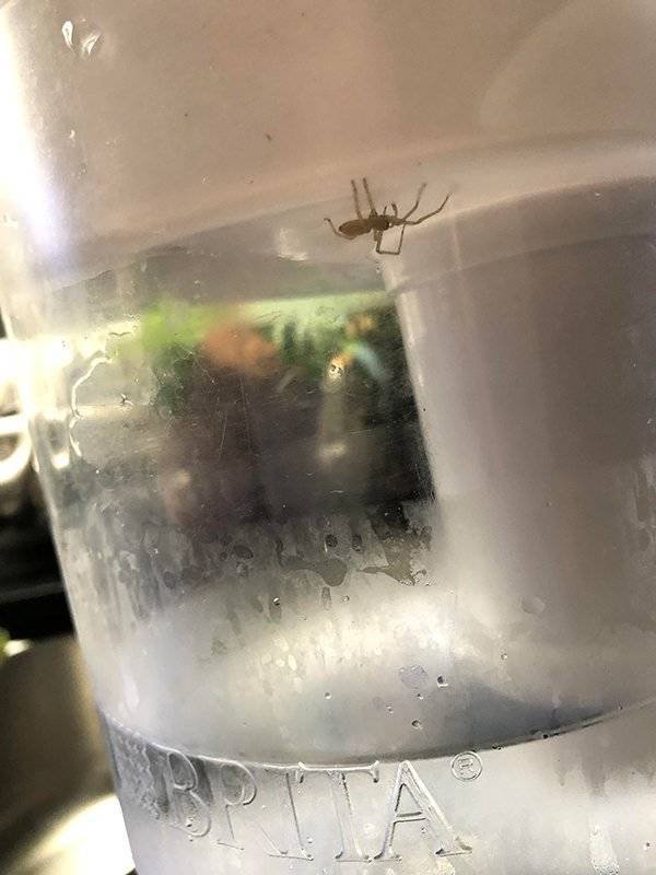 Strange Finds (44 pics)