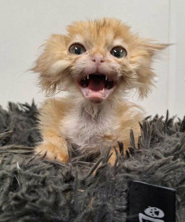 Funny Cats (35 pics)