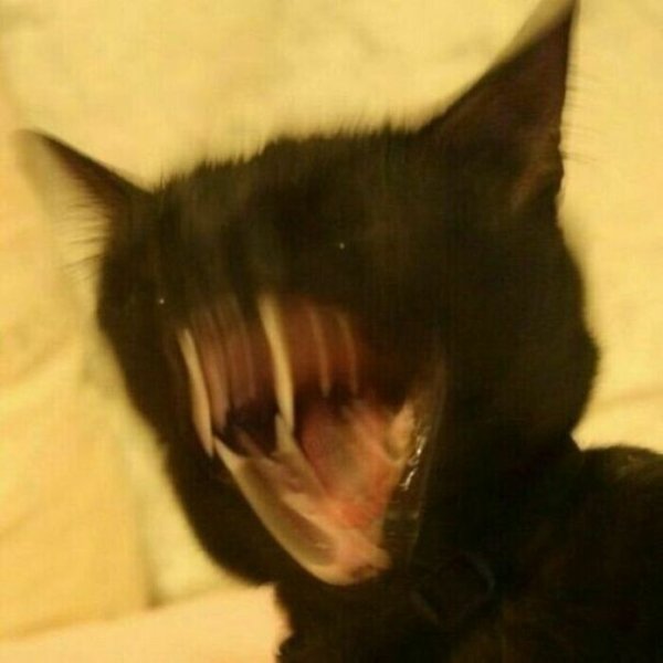 Funny Cats (35 pics)