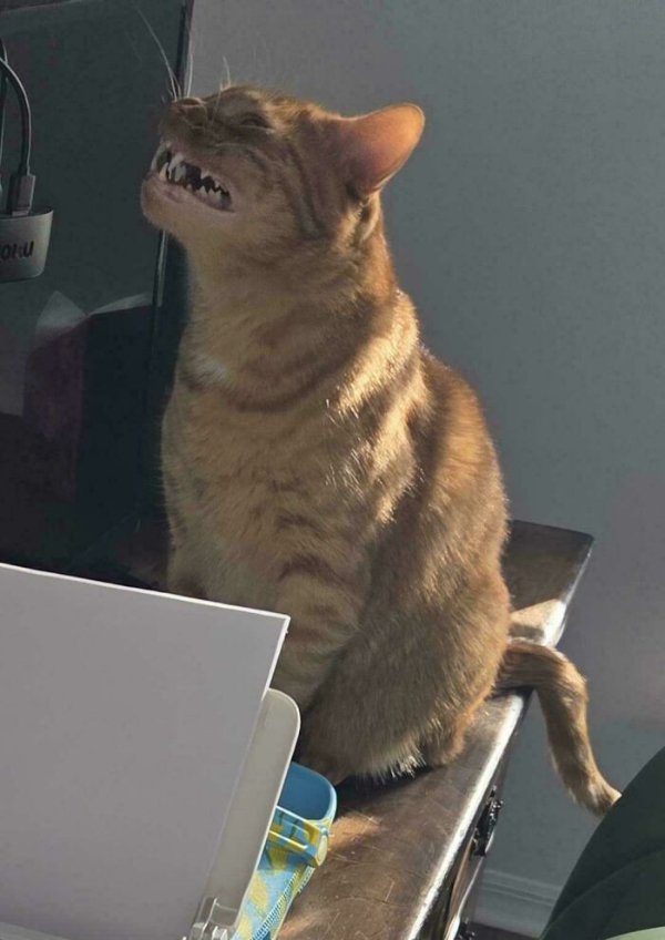 Funny Cats (35 pics)