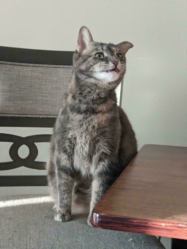 Funny Cats (35 pics)