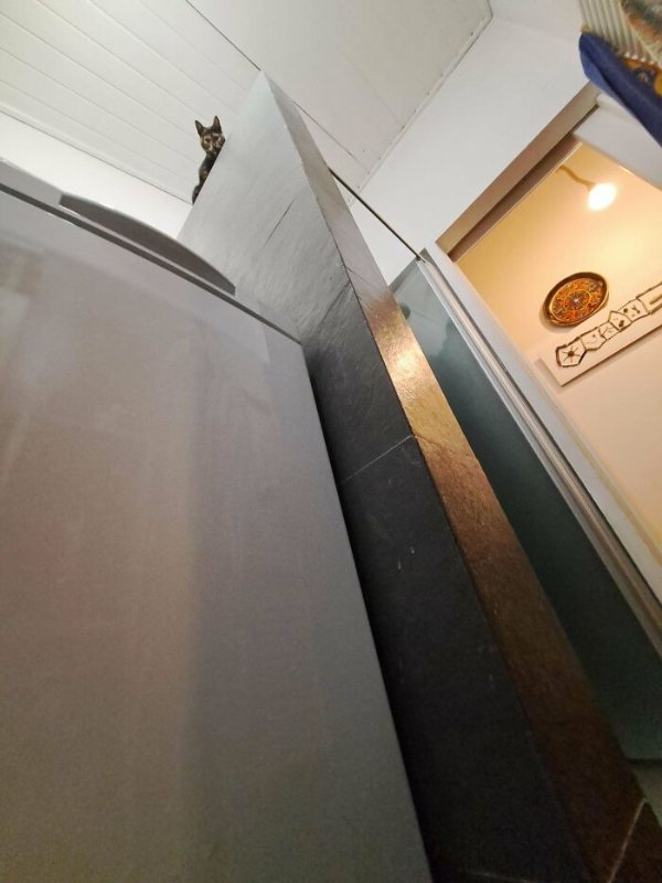 Funny Cats (35 pics)