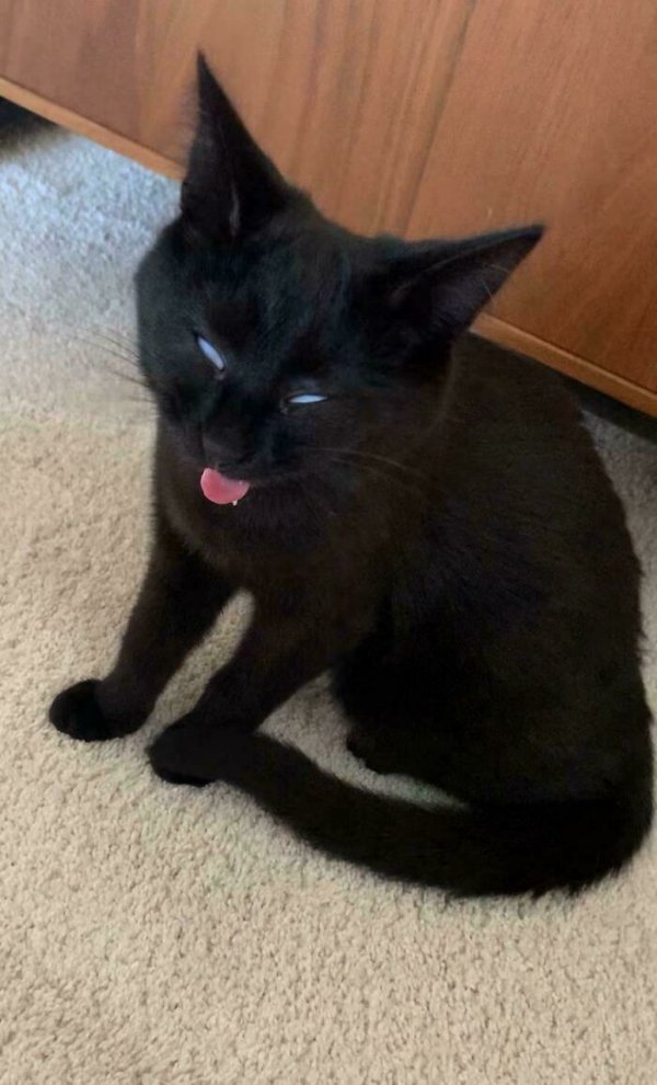 Funny Cats (35 pics)