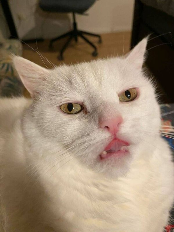 Funny Cats (35 pics)