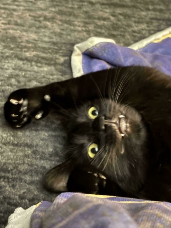 Funny Cats (35 pics)