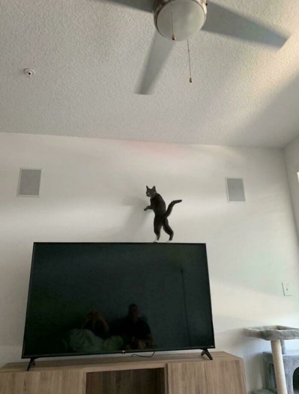 Funny Cats (35 pics)