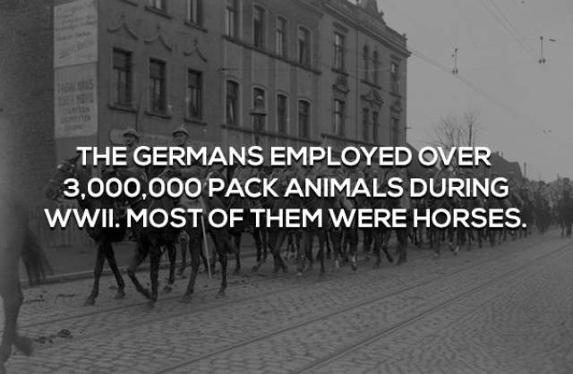 Facts About World War II (17 pics)