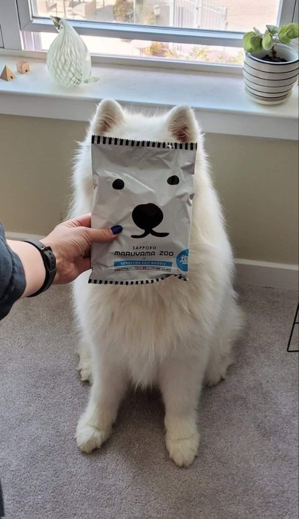 Funny Dogs (26 pics)
