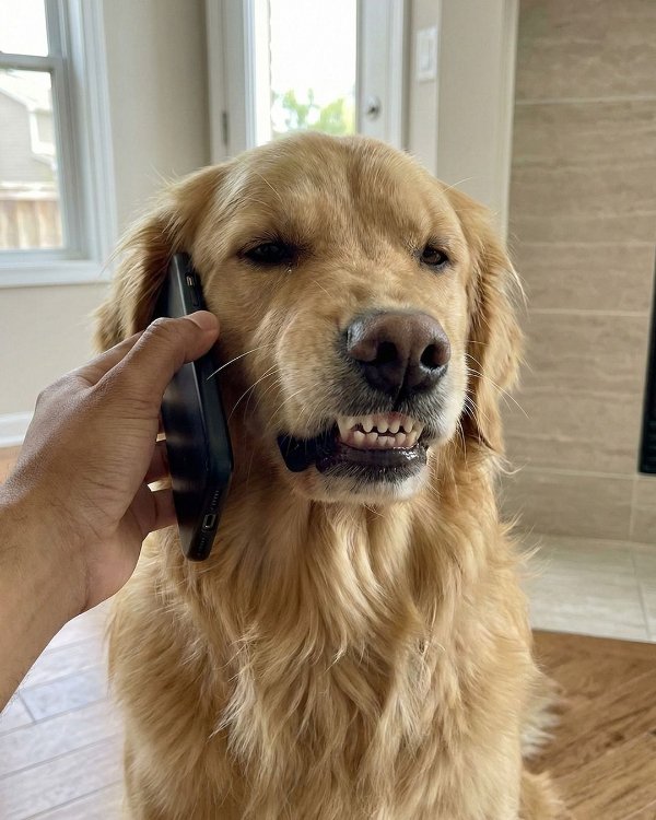 Funny Dogs (26 pics)