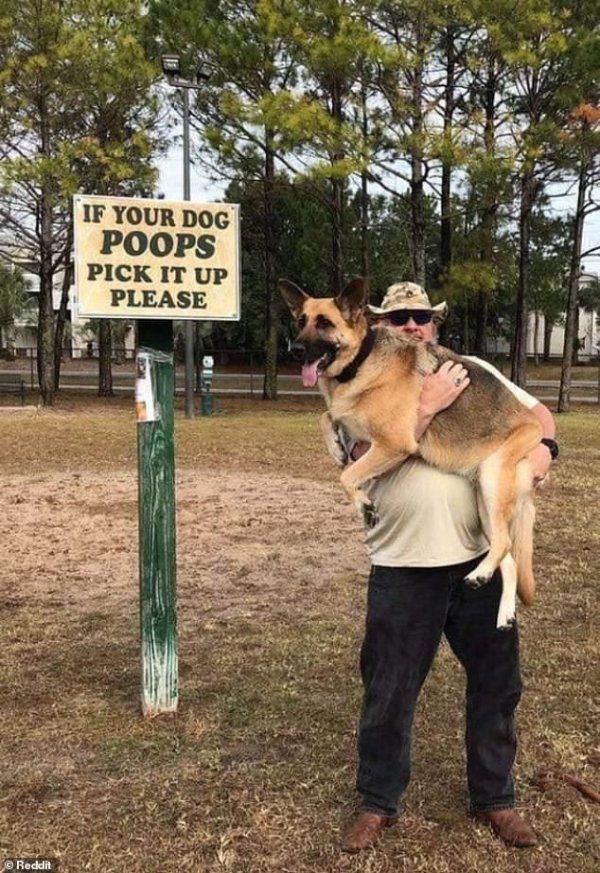 Funny Dogs (26 pics)