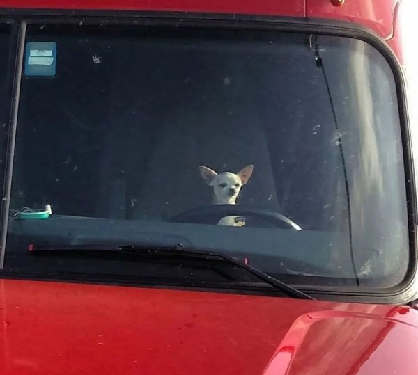 Funny Dogs (26 pics)