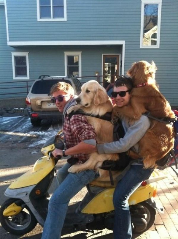 Funny Dogs (26 pics)