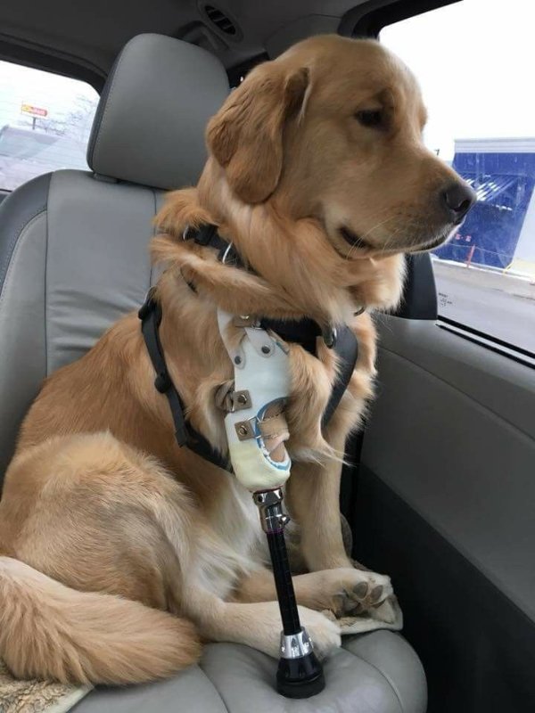 Funny Dogs (26 pics)