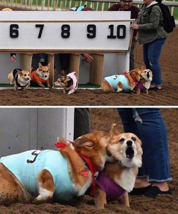Funny Dogs (26 pics)