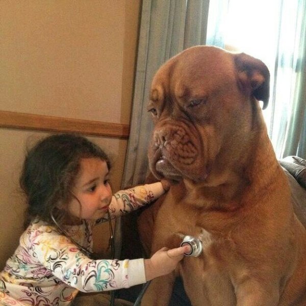Funny Dogs (26 pics)