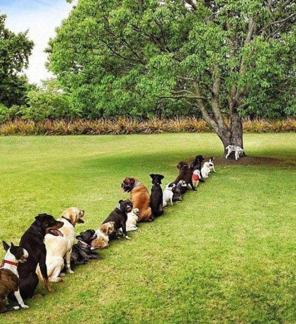 Funny Dogs (26 pics)