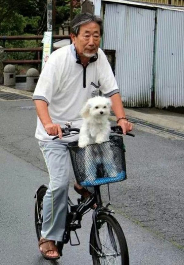 Funny Dogs (26 pics)