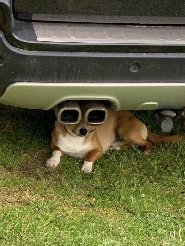 Funny Dogs (26 pics)