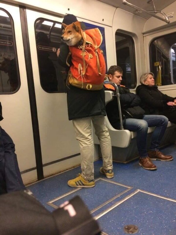 Funny Dogs (26 pics)