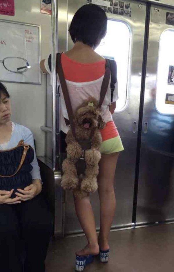 Funny Dogs (26 pics)