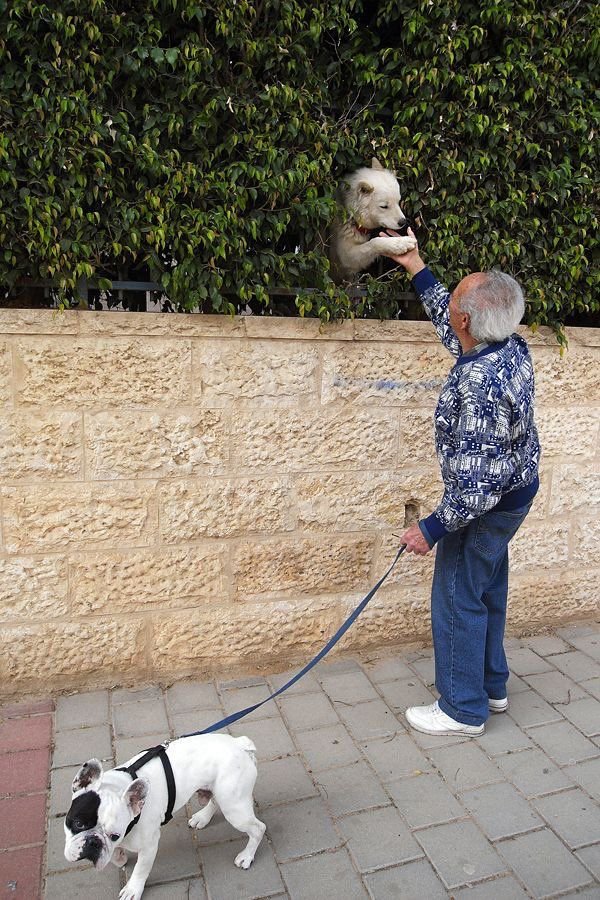 Funny Dogs (26 pics)