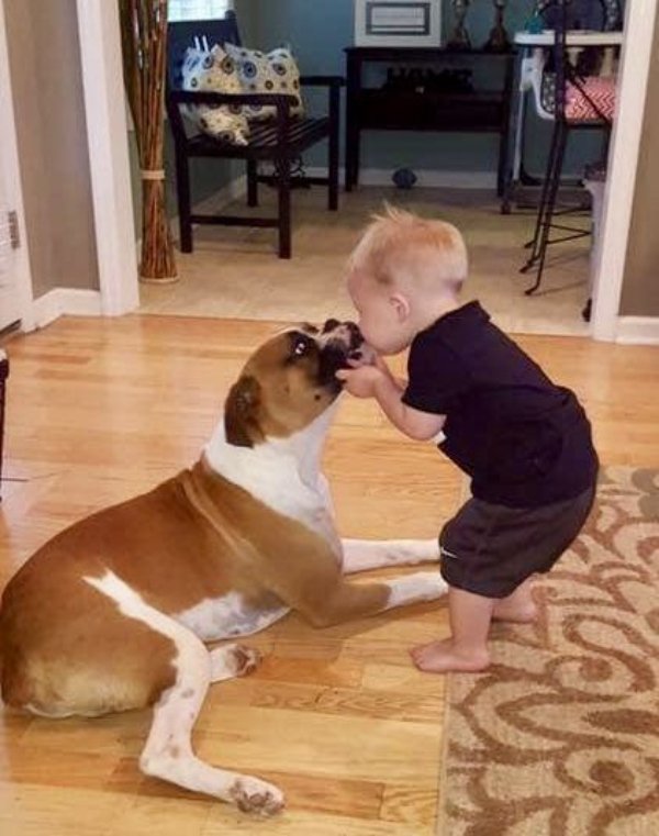 Funny Dogs (26 pics)