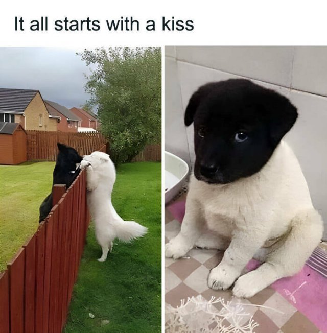 What Is Going On Here? (15 pics)