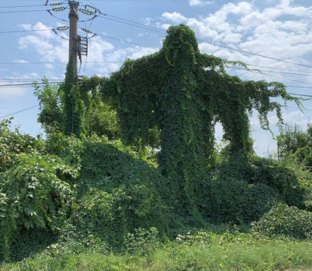 Strange Finds And Situations (34 pics)