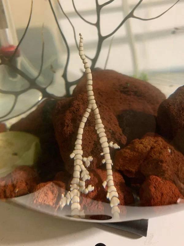 What Are These Things? (21 pics)