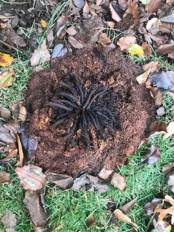 What Are These Things? (21 pics)