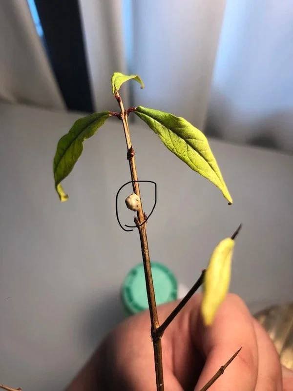 What Are These Things? (21 pics)