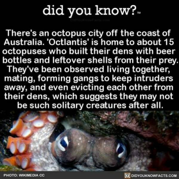 Interesting Facts (24 pics)