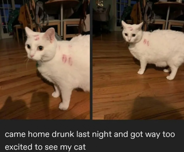 Photos And Memes With Cats (21 pics)