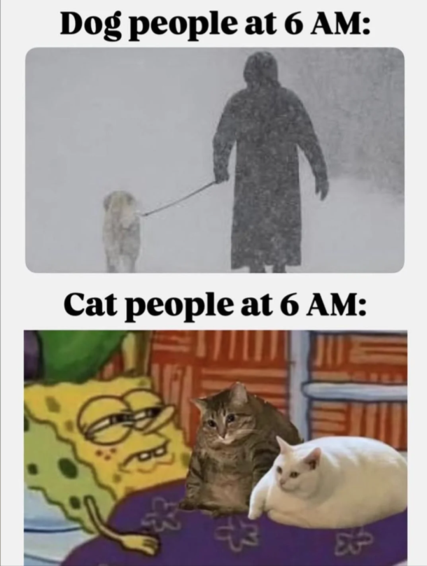 Photos And Memes With Cats (21 pics)