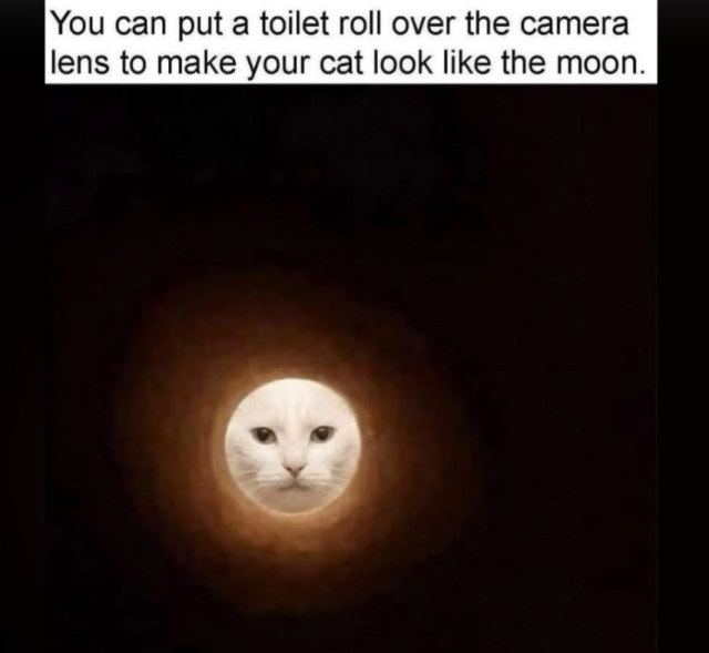 Photos And Memes With Cats (21 pics)