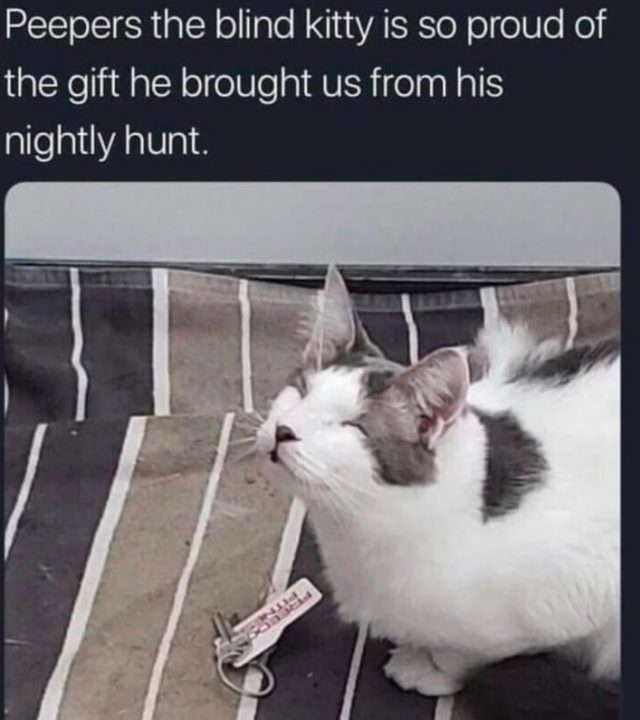 Photos And Memes With Cats (21 pics)