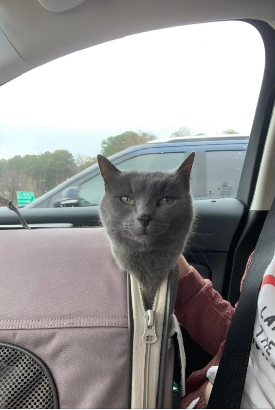 Photos And Memes With Cats (21 pics)