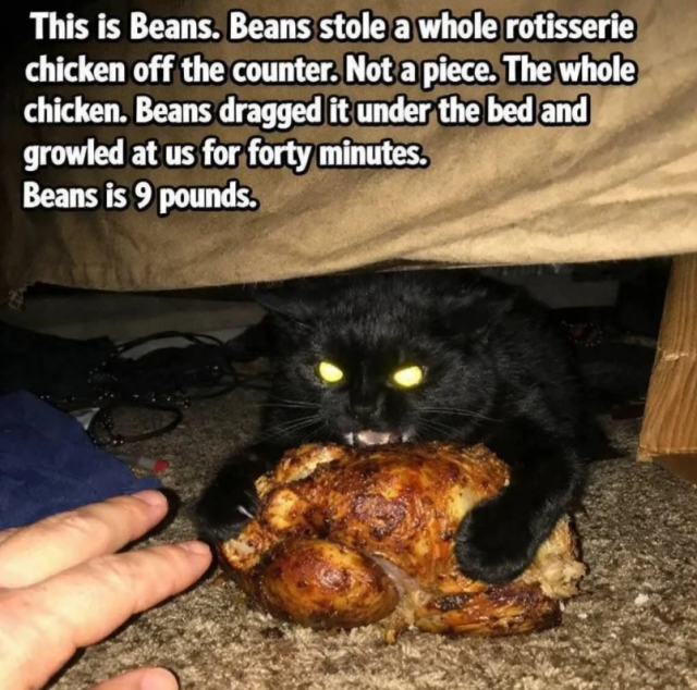 Photos And Memes With Cats (21 pics)