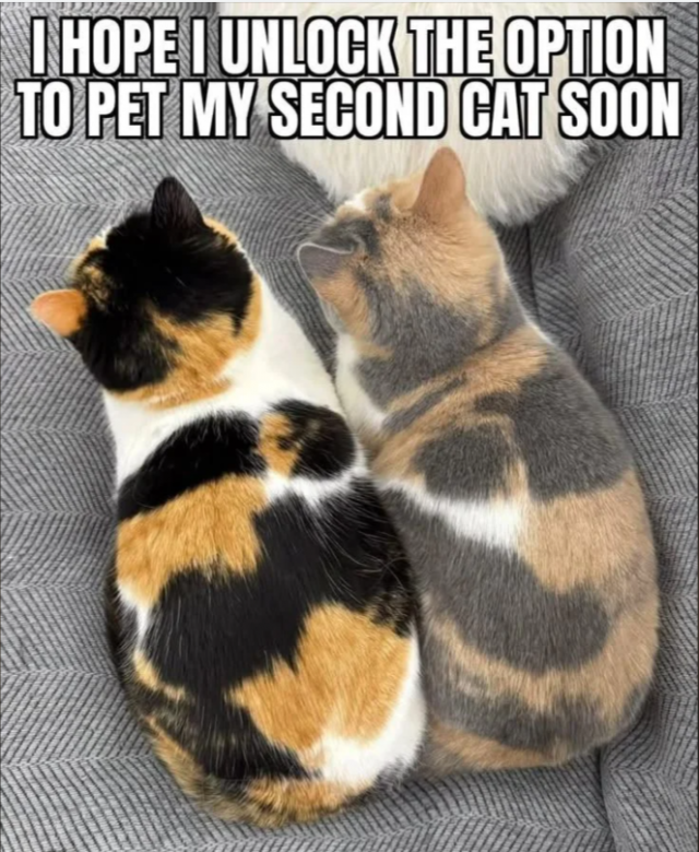 Photos And Memes With Cats (21 pics)