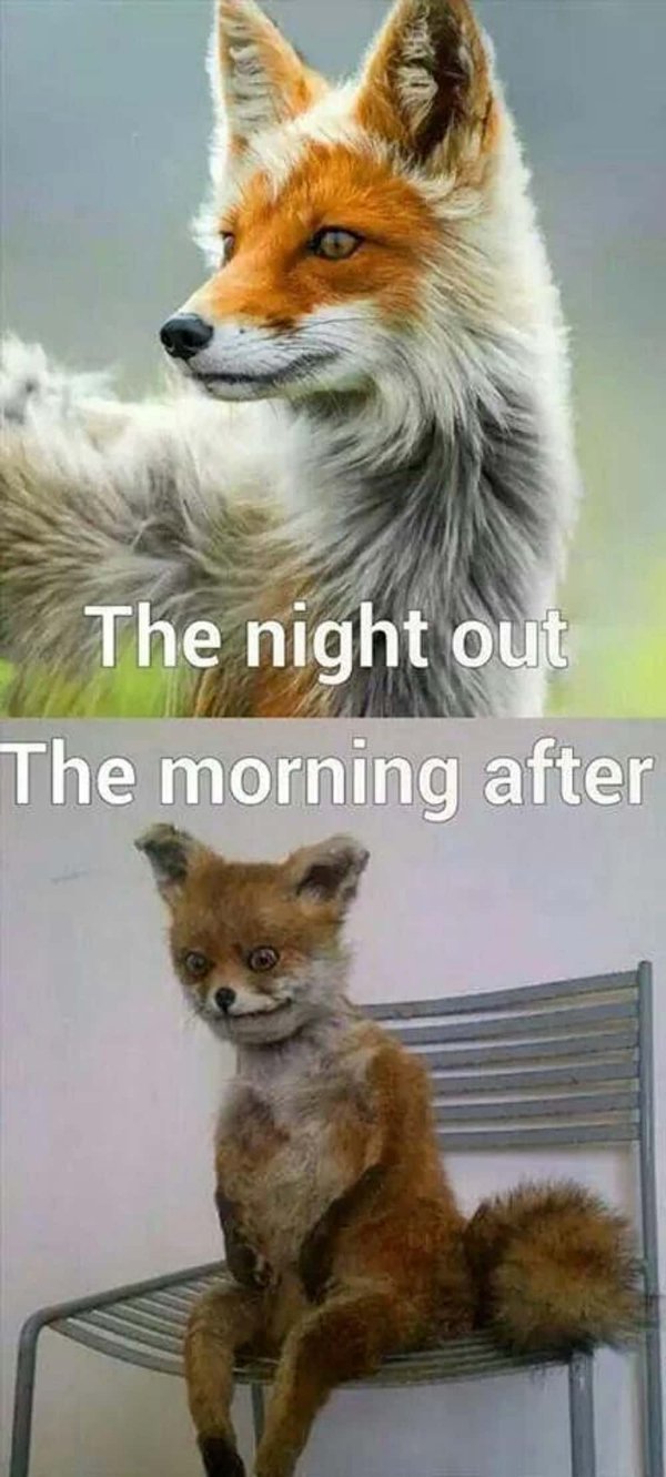 Memes About Alcohol (25 pics)