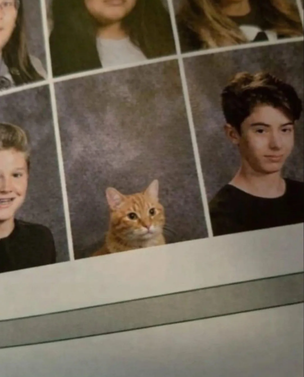 Photos And Memes With Cats (21 pics)