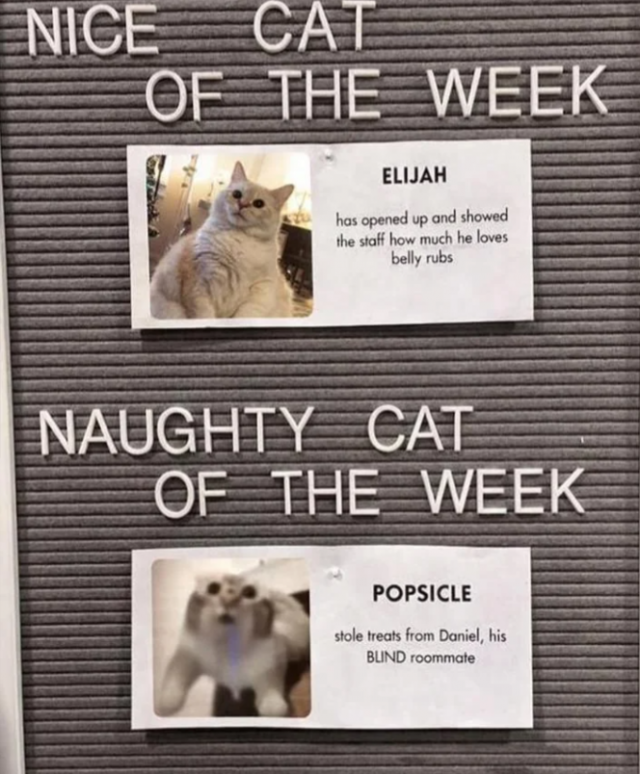 Photos And Memes With Cats (21 pics)