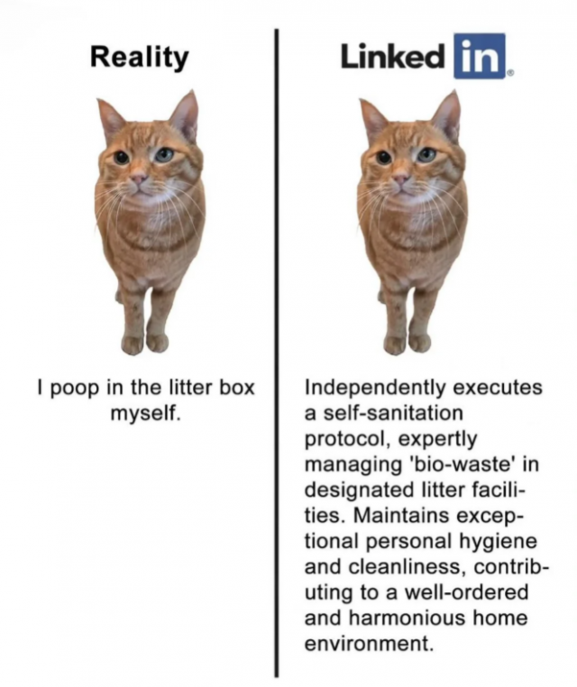Photos And Memes With Cats (21 pics)