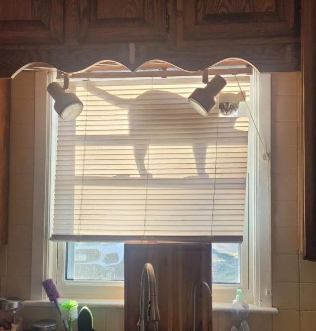 Photos And Memes With Cats (21 pics)