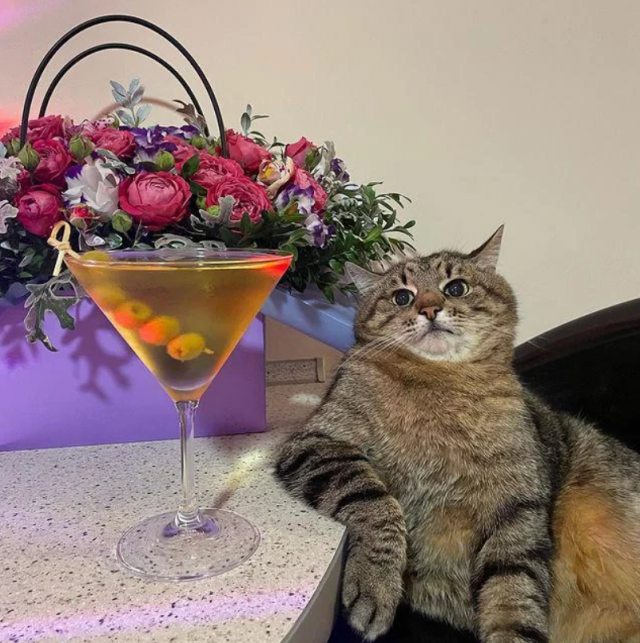 Photos And Memes With Cats (21 pics)