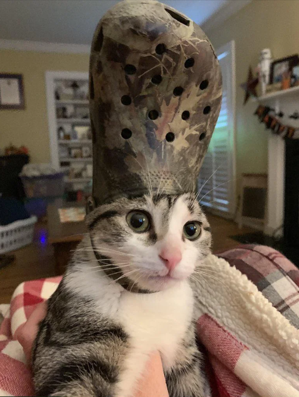 Photos And Memes With Cats (21 pics)