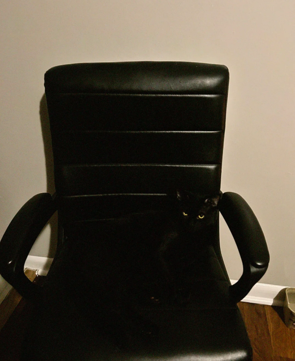 Photos And Memes With Cats (21 pics)